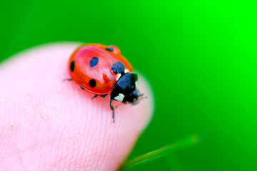 Ladybug on fingertip