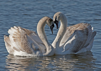 Swans in Heart shape