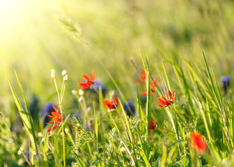 Red field flowers with green crops. Shallow DOF