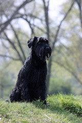 Riesenschnauzer