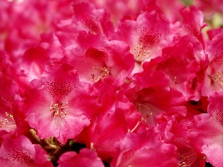 Rhdodendron rose