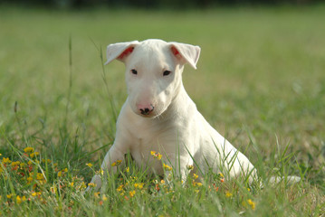 BULL TERRIER.