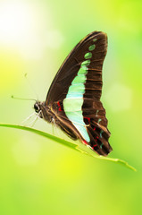 Blue Bottle Butterfly