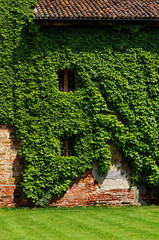 muro vecchio coperto di edera
