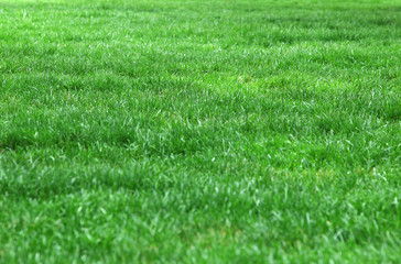 Beautiful fresh green lawn
