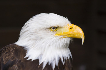 Seeadler im Profil