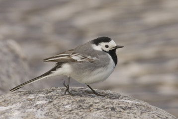 Wagtail