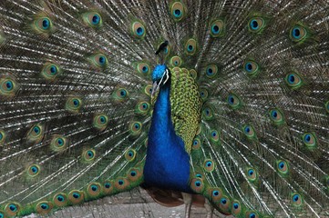 Fototapeta na wymiar Peacock Plumage