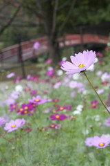 Obraz premium コスモス畑