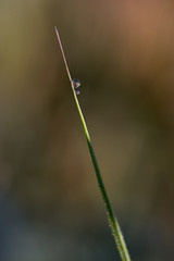 Tautropfen