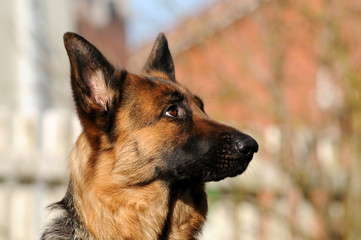 Deutscher Schäferhund