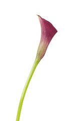 Single purple calla lily,