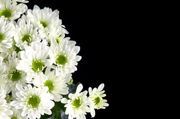 Chrysanthemums isolated