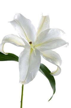 Madonna Lily On White