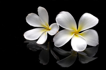 Still life with  frangipani flower