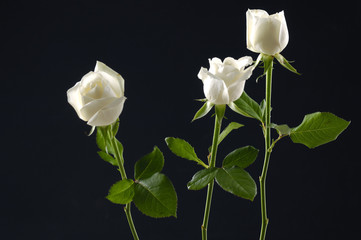 Three white rose