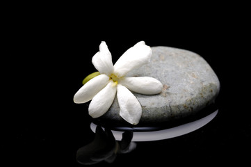 white flower on spa stones