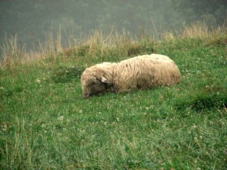 śpiąca owca