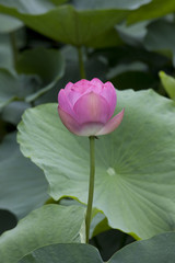 縦位置のつぼみの蓮