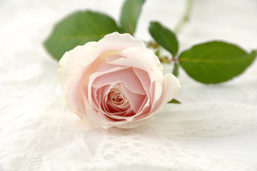 Lay down fresh Pink rose