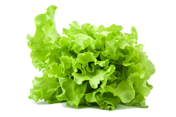 fresh lettuce salad isolated