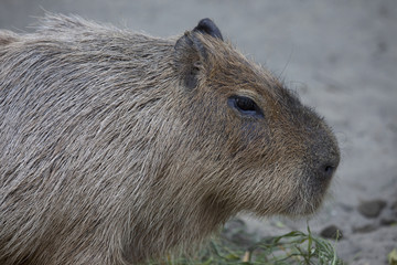 カピバラの横顔