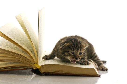 gattino sulle pagine di un libro