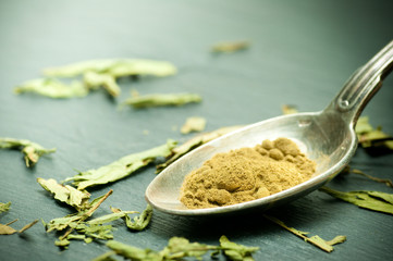 stevia sucre - stevia rebaudiana plante en poudre