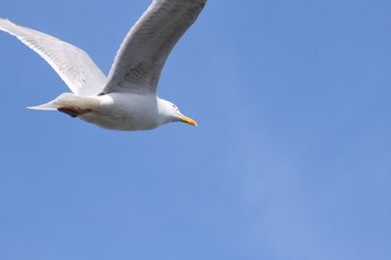 Fototapeta na wymiar Mature seagull flying