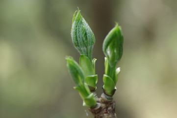 コシアブラの新芽