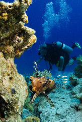 scuba diver looking at coral