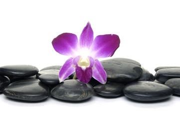Fototapeta na wymiar Purpurowa orchidea i czarne kamienie
