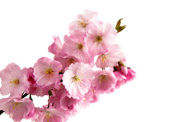 Blühende japanische Zierkirsche