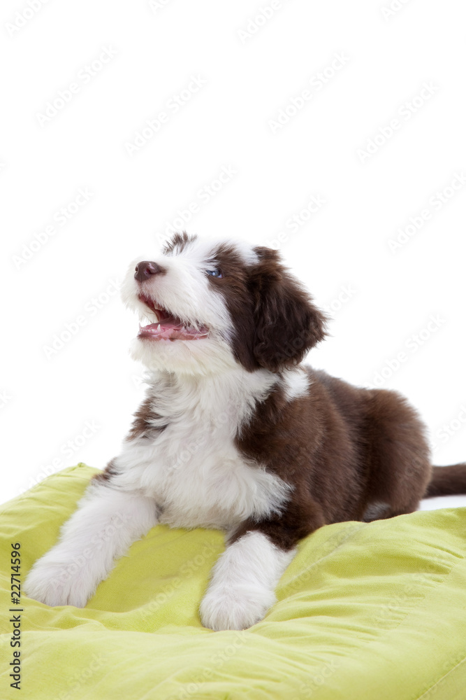 Wall mural Cute bearded collie pup