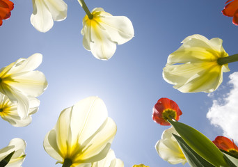 Tulip garden outdoor blue sky sunshine flower bloom blossom