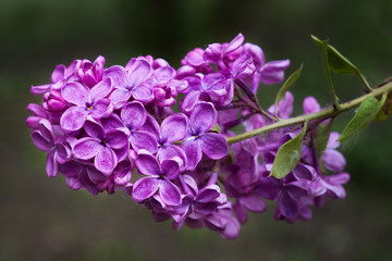 Closeup of blossomed purple lilac flowers with selective focus