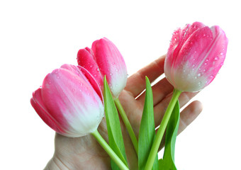 Pink tulips on a hand