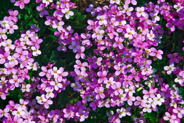 Flower background 1