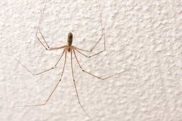 long legged spider