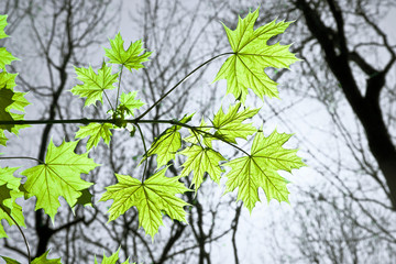 leaves at a branch of the tree