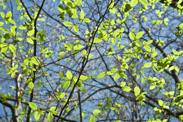 leaves at a branch of the tree