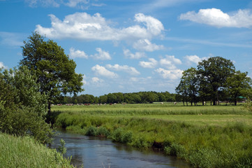 Cows grazing in meadow