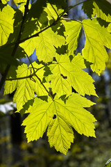 leaves at a branch of the tree