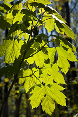 leaves at a branch of the tree