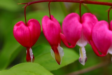 dicentra