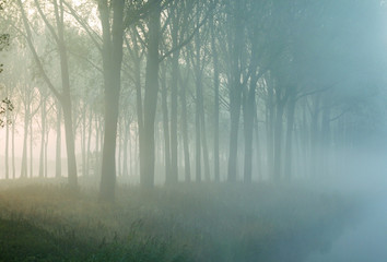 Fototapeta premium bosco misterioso