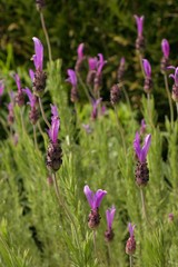 Obraz premium lavande