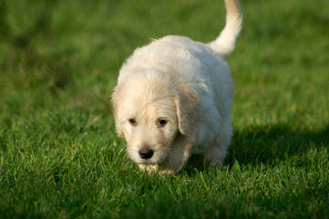 Labradoodle