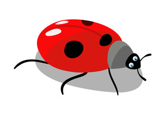 The beautiful insect is red ladybird