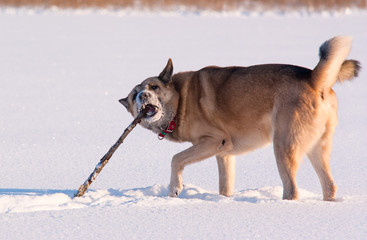 Naklejka premium West Siberian Laika (Husky) playing with stick